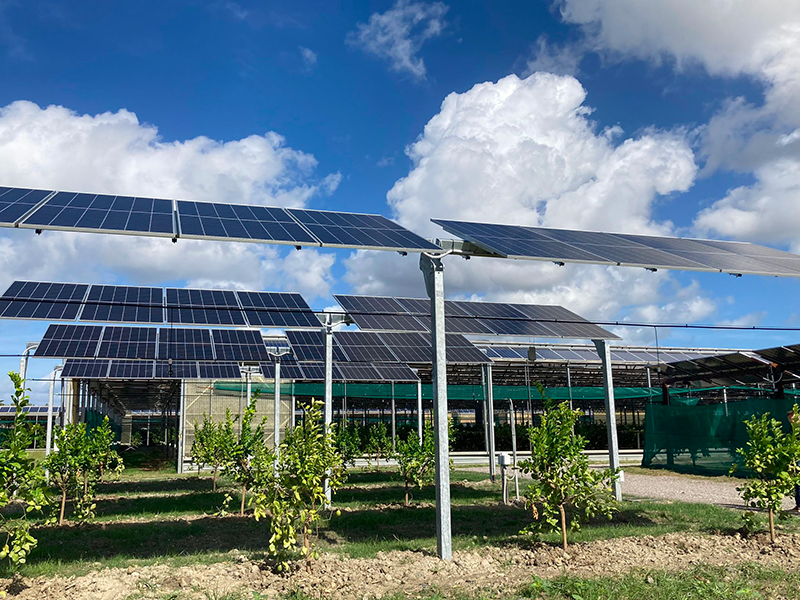 Prototipo di impianto agrivoltaico fisso elevato dove è studiata la crescita di piante di agrumi