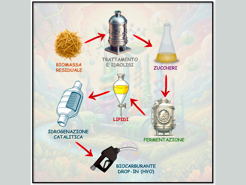 Produzione di biocarburanti Drop-in (oli vegetali idrogenati, HVO) a partire da residui vegetali (paglie)